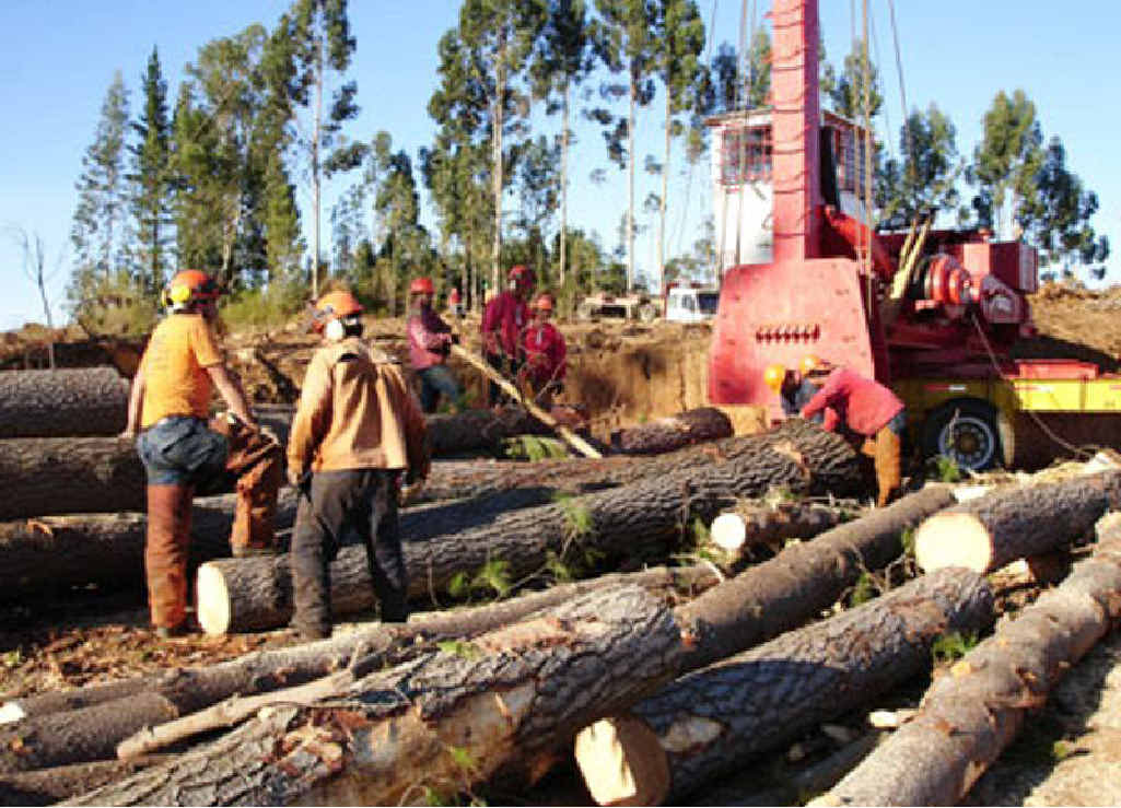 NEW JOBS: A mooted National Institute for Forest Products Innovation could deliver new jobs for the North Coast. NEW JOBS: A mooted National Institute for Forest Products Innovation could deliver new jobs for the North Coast.